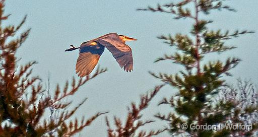 Late Season Heron In Flight_P1210741.jpg - Great Blue Heron (Ardea herodias) photographed near Smiths Falls, Ontario, Canada.